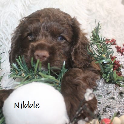 puppy, for, sale, Cocker Spaniel, Joe & Cherri  Overlease, dog, breeder, Miller, MO, dog-breeder, puppy-for-sale, forsale, nearby, find, puppyfind, locator, puppylocator, aca